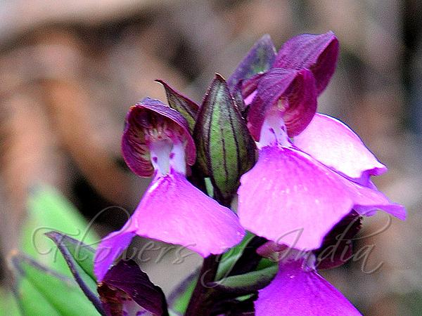 Splendid Short-Helmet Orchid